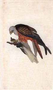 ロイヤルミラノMilvus milvus（Falco milvus）。エドワード・ドノヴァン（1768-1837）による銅版画、Histoire naturelle des oiseaux britanniques, Londonに掲載。 作： Edward Donovan