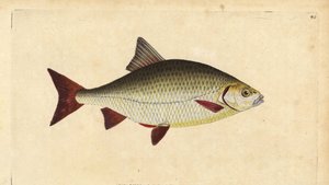 ラッド、Scardinius erythrophthalmus（赤目、Cyprinus erythrophthalmus）。エドワード・ドノバンが、ロンドンのDonovan and F.C. and J. Rivington社の『Natural History of British Fishes』から描いて彫った手彩色の銅版画。 作： Edward Donovan