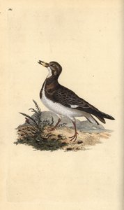 Ruddy turnstone, Arenaria interpres.エドワード・ドノバンがロンドンで出版された自作の「英国鳥類自然史」から描いて彫った手彩色の銅版画 作： Edward Donovan