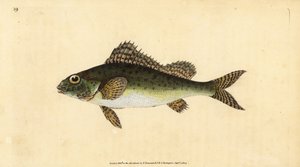 リュウグウノツカイ(Perca cernua)です。エドワード・ドノバンが、ロンドンのDonovan and F.C. and J. Rivington社の『Natural History of British Fishes』から描いて彫った手彩色の銅版画。