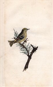 ルッペキング。レグルス・レグルス（Motacilla regulus）。エドワード・ドノヴァン(1768-1837)による銅版画、Histoire naturelle des oiseaux britanniques, Londonに掲載。 作： Edward Donovan
