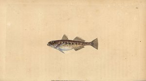 サンドゴビー、Pomatoschistus minutus (Spotted goby, Gobius minutus)。エドワード・ドノバンが、ロンドンのDonovan and F.C. and J. Rivington社の『Natural History of British Fishes』から描いて彫った手彩色の銅版画。 作： Edward Donovan