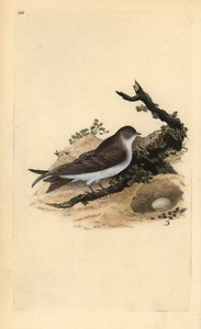 巣と卵を持つサンドマーチン（Riparia riparia）。エドワード・ドノヴァンが自作の『英国鳥類博物誌』（1794-1819）から描いて彫った手彩色の銅版画。エドワード・ドノヴァン（1768-1837）は、イギリス・アイルランドのアマチュア動物学者であり、作家、芸術家でもありました。 作： Edward Donovan