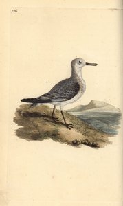 セイタカクチマガリ（Calidris alba）。エドワード・ドノバンがロンドンで出版した「英国鳥類博物誌」から描いて彫った手彩色の銅版画。