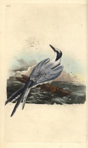 サンドイッチアジサシ（Thalasseus sandvicensis）。エドワード・ドノバンがロンドンで出版した「英国鳥類博物誌」から描いて彫った手彩色の銅版画。 作： Edward Donovan