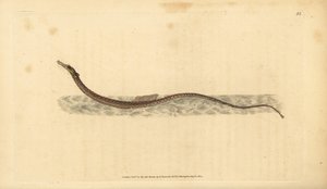 Sargassum pipefish または pelagic pipefish。エドワード・ドノバンが、ロンドンのDonovan and F.C. and J. Rivington社の『Natural History of British Fishes』から手描きで銅版画を作成した。 作： Edward Donovan