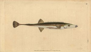 ウミヘビ、Spinachia spinachia（十五本針のウミヘビ、Gasterosteus spinachia）。エドワード・ドノバンが、ロンドンのDonovan and F.C. and J. Rivington社の『Natural History of British Fishes』から描いて彫った手彩色の銅版画。 作： Edward Donovan
