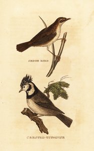 Sedge warbler (Acrocephalus schoenobaenus), European crested tit (Lophophanes cristatus) 作： Edward Donovan