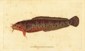 Shore rockling, Gaidropsarus mediterraneus (three-bearded cod or rockling, Gadus tricirratus).エドワード・ドノヴァンが、ロンドンのDonovan and F.C. and J. Rivington社の『Natural History of British Fishes』から描いて彫った手彩色の銅版画。