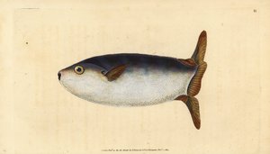 Slender sunfish, Ranzania laevis (Truncated sun-fish, Tetrodon truncatus).エドワード・ドノバンが、ロンドンのDonovan and F.C. and J. Rivington社の『Natural History of British Fishes』から描いて彫った手彩色の銅版画。 作： Edward Donovan