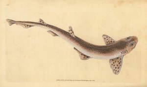 小斑点のあるネコザメ、Scyliorhinus canicula（小斑点のあるサメ、Squalus catulus）。エドワード・ドノバンが、ロンドンのDonovan and F.C. and J. Rivington社の『Natural History of British Fishes』から描いて彫った手彩色の銅版画。