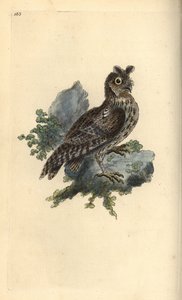 小型のペンシレッドまたはシベリア耳付きフクロウ、Strix pulchella。(Scops owl, Otus scops?) Edward Donovanがロンドンで出版した自作の "Natural History of British Birds "から描いて彫った手彩色の銅版画。 作： Edward Donovan