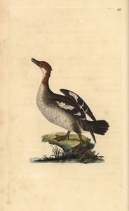 Smew, Mergellus albellus, メス.エドワード・ドノバンがロンドンで出版した自作の「英国鳥類博物誌」から描いて彫った手彩色の銅版画