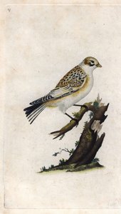 スノー・スパロウ（Snow Sparrow）。Plectrophenax nivalis（Emberiza nivalis）。エドワード・ドノヴァン（1768-1837）による銅版画、Histoire naturelle des oiseaux britanniques, Londonに掲載。 作： Edward Donovan