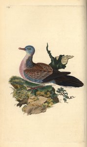 斑鳩（パンクー）、Spilopelia chinensis。エドワード・ドノバンがロンドンで出版した自作の「英国鳥類博物誌」から描いて彫った手彩色の銅版画。 作： Edward Donovan