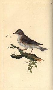 斑点のあるヒタキ、Muscicapa striata。エドワード・ドノバンがロンドンで出版された自作の「英国鳥類博物誌」から描いて彫った手彩色の銅版画。