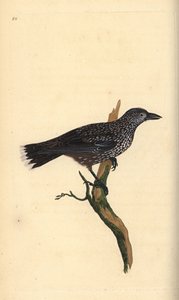シマエナガ、Nucifraga caryocatactes。エドワード・ドノバンがロンドンで出版した「英国鳥類博物誌」から描いて彫った手彩色の銅版画。 作： Edward Donovan