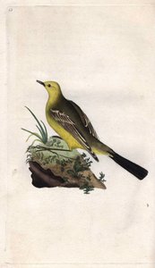 春のベルジャンネッテモタシラ・フラヴァエドワード・ドノヴァン(1768-1837)による銅版画、Histoire naturelle des oiseaux britanniques, Londonに掲載。