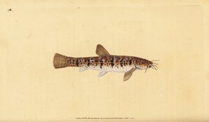 Stone loach, Barbatula barbatula (Bearded loche, Cobitis barbatula).エドワード・ドノバンが、ロンドンのDonovan and F.C. and J. Rivington社の『Natural History of British Fishes』から手書きで描いて彫った色付き銅版画。 作： Edward Donovan