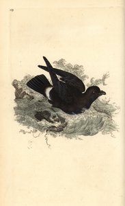 ヒメウミツバメ（Hydrobates pelagicus）。エドワード・ドノバンがロンドンで出版した「英国鳥類博物誌」から描いて彫った手彩色の銅版画。