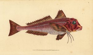 Streaked gurnard, Trigloporus lastoviza (Trigla lineata)。エドワード・ドノバンが描いて彫った手彩色の銅版画、彼の Natural History of British Fishes, Donovan and F.C. and J. Rivington, London から。 作： Edward Donovan