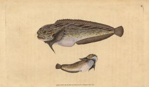 ストライプ・シーズ・ネイル、Liparis liparis（アンクチュアリ・ランパッカー、Cyclopterus liparis）。エドワード・ドノバンが、ロンドンのDonovan and F.C. and J. Rivington社の『Natural History of British Fishes』から描いて彫った手彩色の銅版画。