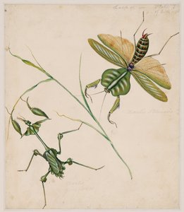 無脊椎動物の研究、第II巻 作： Edward Donovan