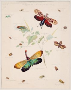 無脊椎動物の研究、第II巻 作： Edward Donovan