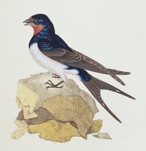 「イギリスの鳥の歴史」からの飲み込み、1799 作： Edward Donovan