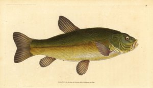 Tench, Tinca tinca (Cyprinus tinca).エドワード・ドノバンが、ロンドンのDonovan and F.C. and J. Rivington社の『Natural History of British Fishes』から手書きで描いて彫った色付き銅版画。