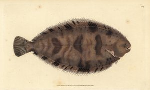 厚みのあるシタビラメ、Microchirus variegatus（バラエティーに富んだシタビラメ、Pleuronectes variegatus）。エドワード・ドノバンが、ロンドンのDonovan and F.C. and J. Rivington社の『Natural History of British Fishes』から描いて彫った手彩色の銅版画。