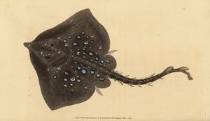 Thornback skate、Raja clavata。絶滅寸前。エドワード・ドノバンが、ロンドンのDonovan and F.C. and J. Rivingtonの「Natural History of British Fishes」から手書きで描いて彫った色付き銅版画。 作： Edward Donovan