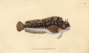 Tompot blenny, Parablennius gattorugine (ガットルギン、Blennius gattorugine).エドワード・ドノヴァンが、ロンドンのDonovan and F.C. and J. Rivington社の『Natural History of British Fishes』から描いて彫った手彩色の銅版画。 作： Edward Donovan
