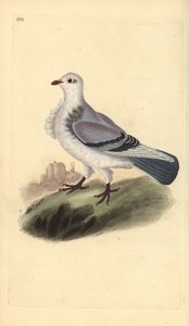 Turbit pigeon, Columba livia domestica var. turbita.エドワード・ドノバンがロンドンで出版した「英国鳥類博物誌」から描いて彫った手彩色の銅版画。