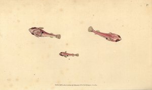 Two-spotted clingfish, Diplecogaster bimaculata bimaculata (Bimaculated sucker, Cyclopterus bimaculatus).エドワード・ドノヴァンが、ロンドンのDonovan and F.C. and J. Rivington社の『Natural History of British Fishes』から描いて彫った手彩色の銅版画。 作： Edward Donovan
