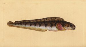 Viviparous eelpout, Zoarces viviparus (Viviparus blenny, Blennius viviparus).エドワード・ドノバンが、ロンドンのDonovan and F.C. and J. Rivington社の『Natural History of British Fishes』から描いて彫った手彩色の銅版画。 作： Edward Donovan