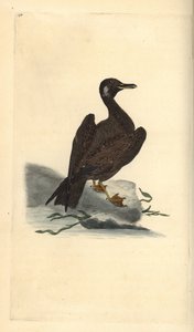 ワカサギ、オオセグロカモメ（Larus marinus）の子供。エドワード・ドノバンがロンドンの「英国鳥類博物誌」から描いて彫った手彩色の銅版画。 作： Edward Donovan
