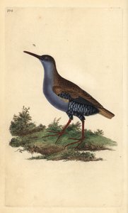 水鉄砲（Rallus aquaticus）。エドワード・ドノバンがロンドンで出版した「英国鳥類博物誌」から描いて彫った手彩色の銅版画。 作： Edward Donovan