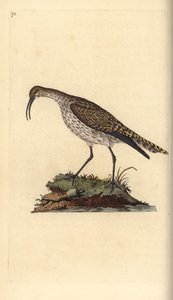 ウィンブレル（Numenius phaeopus）。エドワード・ドノバンがロンドンで出版した「英国鳥類博物誌」から描いて彫った手彩色の銅版画。 作： Edward Donovan