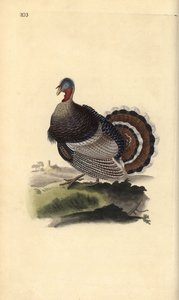 野生の七面鳥、Meleagris gallopavo。エドワード・ドノバンがロンドンで出版した「英国鳥類博物誌」から描いて彫った手彩色の銅版画。