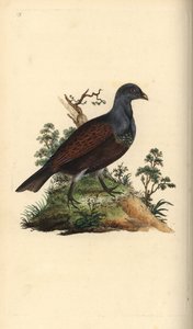 ウッドライチョウ（Tetrao urogallus）。エドワード・ドノバンがロンドンで出版された自作の「英国鳥類博物誌」から描いて彫った手彩色の銅版画。 作： Edward Donovan