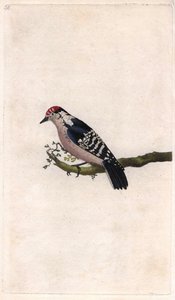 キツツキ。Dendrocopos minor（Picus minor）。エドワード・ドノヴァン（1768-1837）による銅版画、Histoire naturelle des oiseaux britanniques, Londonに掲載。 作： Edward Donovan