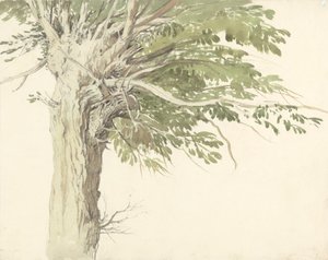 ポラード ツリーの研究 - 柳 作： Edward Duncan