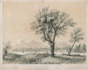 バタシーのテムズ川の柳 作： Edward Hassell
