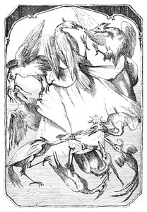 ロバキャベツ、1901