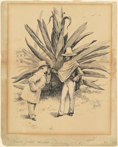 メキシコ産サボテン 作： Edward Kemble