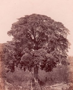 木の研究、1850-53。 作： Edward King Tenison