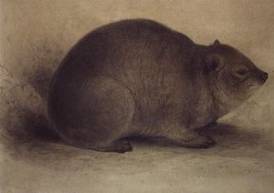 A ロックハイラックス 作： Edward Lear