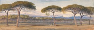カンヌの松林の眺め 作： Edward Lear