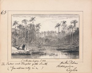 Areka Palms、Ratanapooru、Ceylon-「死ぬ前に、南のヤシの木と寺院」を見る 作： Edward Lear